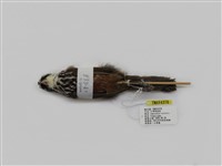 藏品(小彎嘴畫眉)的圖片